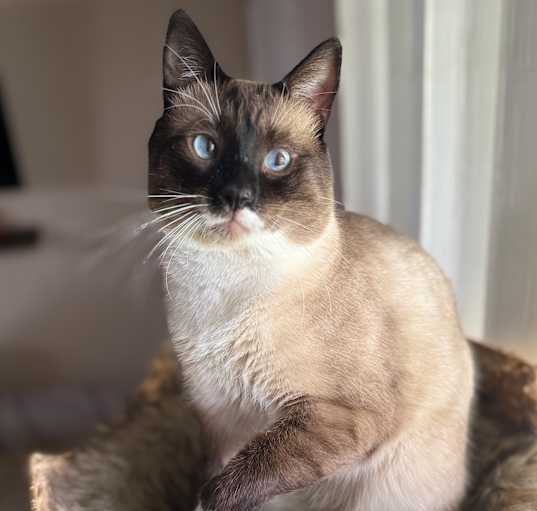 Photo of Dobby