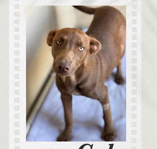 Photo of Gala