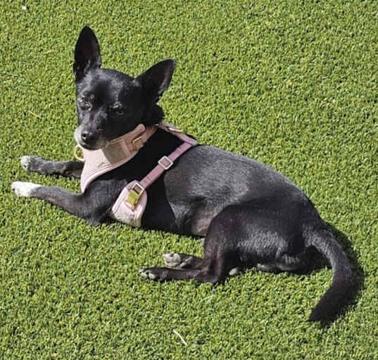 Photo of Odie