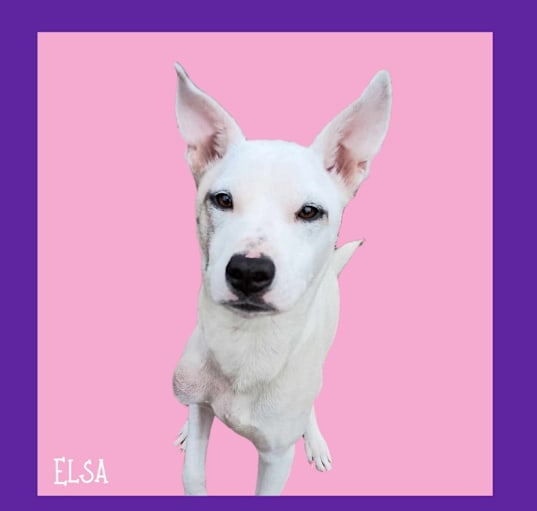 Photo of Elsa