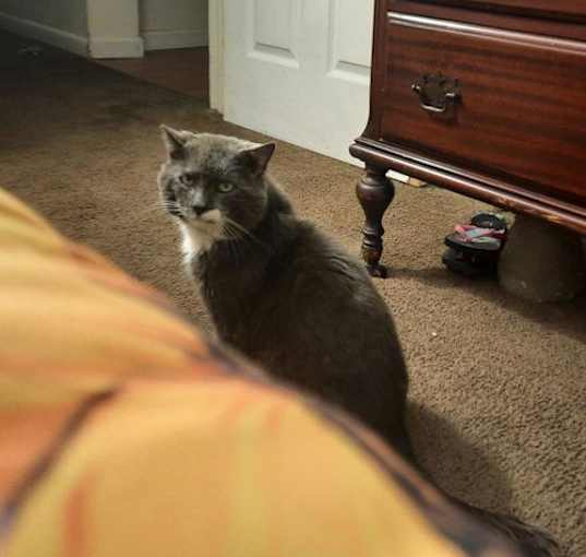 Photo of CECIL