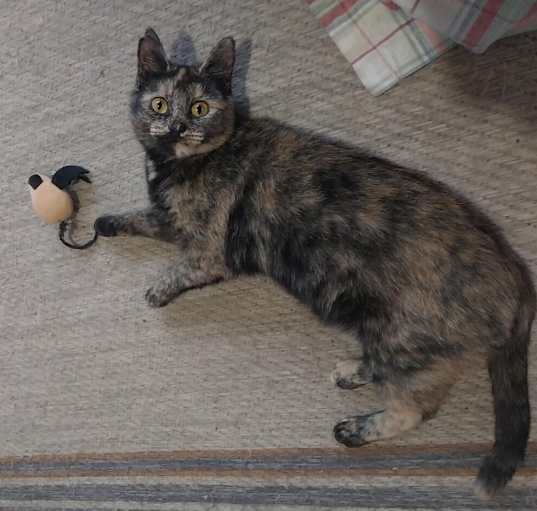 Photo of Dixie