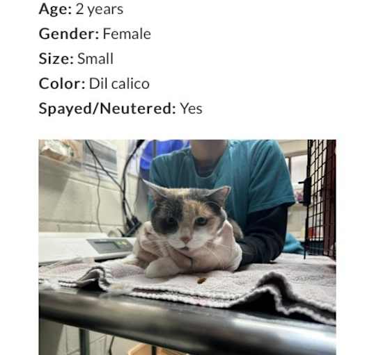 Photo of Luna