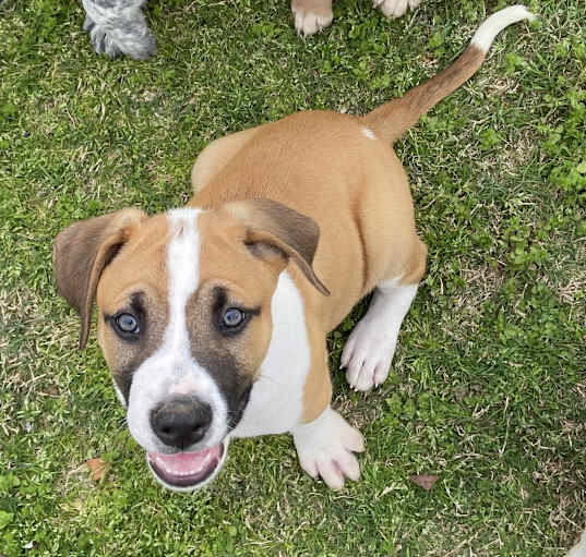 Photo of DEXTER