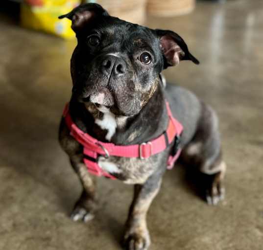 Photo of Lucy