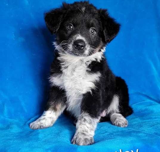 Photo of Bentley
