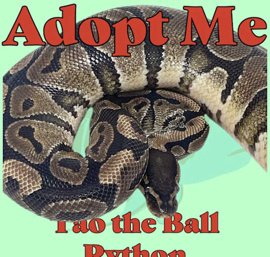 Photo of Tao the Ball Python