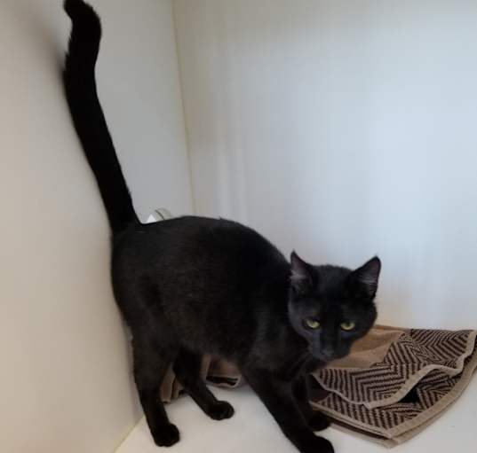 Photo of Shamrock