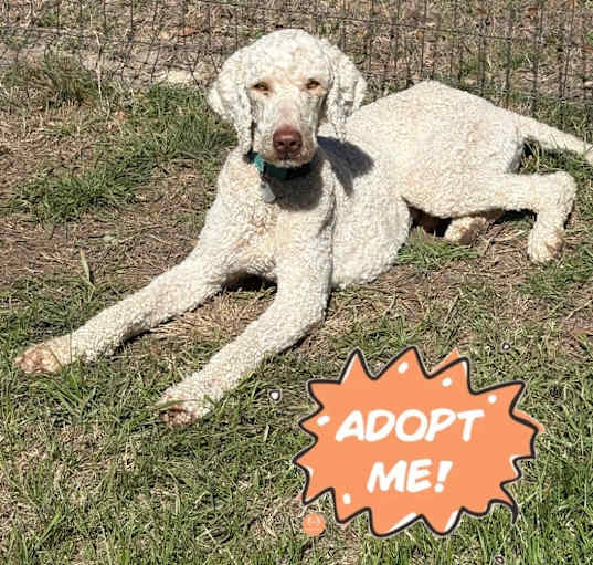 Photo of Dante (San Antonio)
