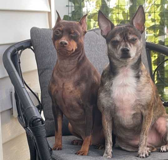 Photo of Hazel & Scrappy