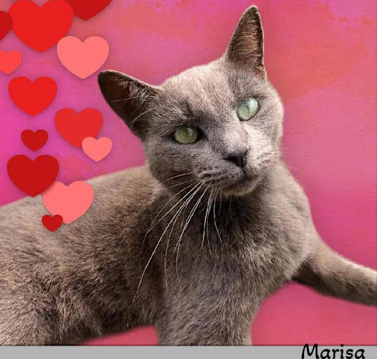 Photo of Marisa - Laid back, Loves Pets