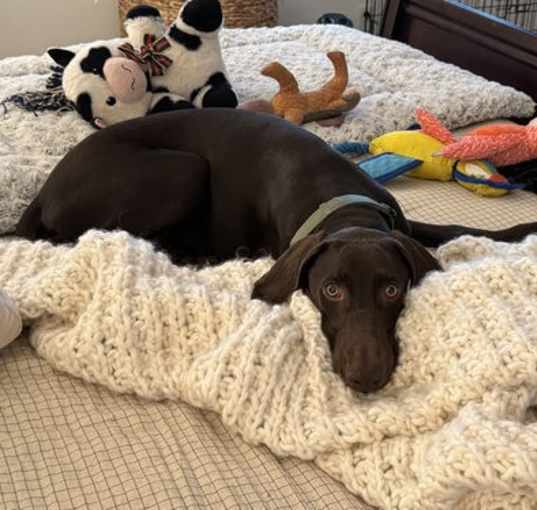 Photo of Baloo