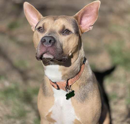 Photo of Romeo