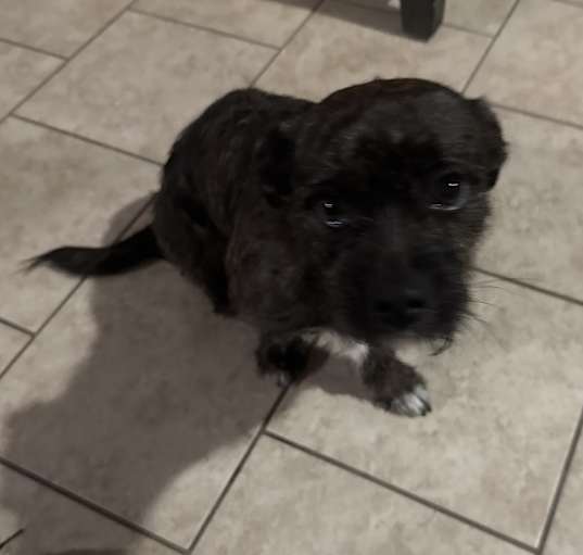 Photo of Chico