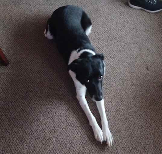 Photo of Daisy