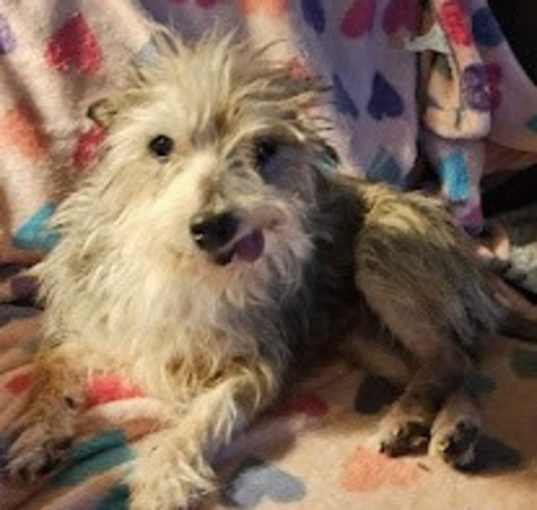 Photo of Toto