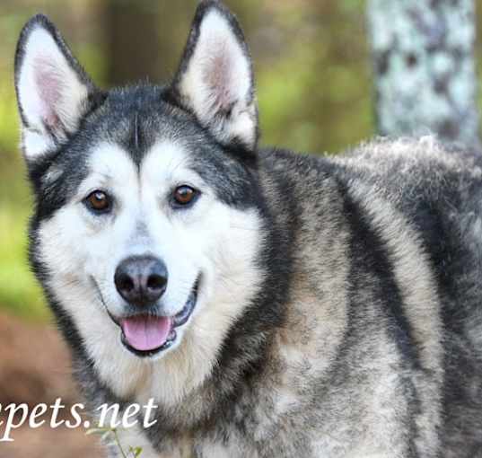 Photo of Niko #18559