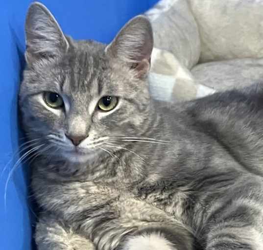 Photo of Romeo