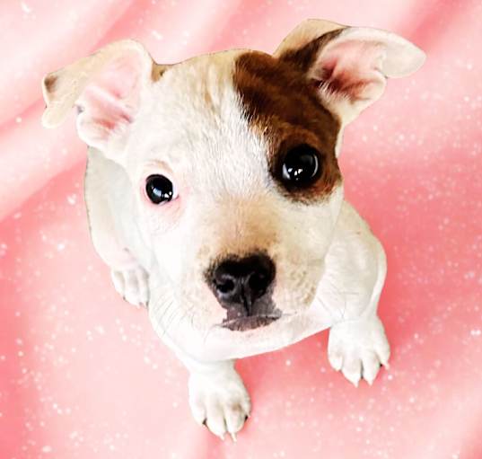 Photo of Stella