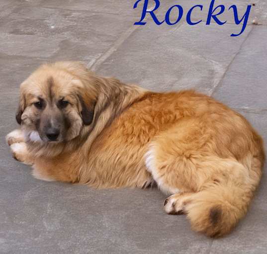 Photo of Rocky D25-064