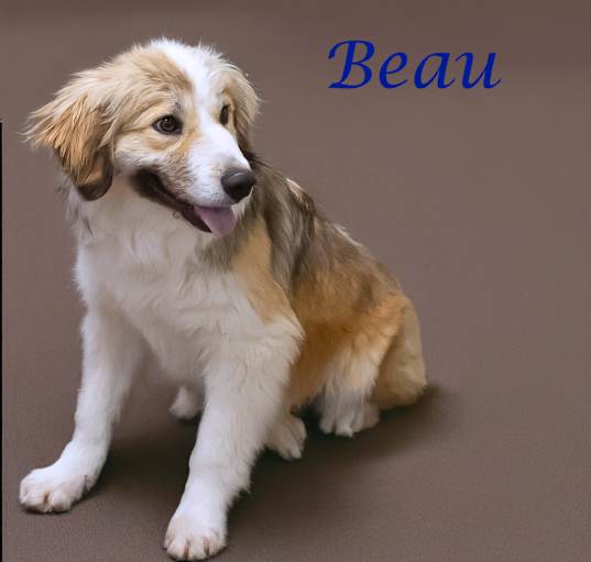 Photo of Beau D25-065