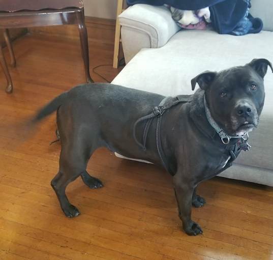 Photo of Romeo