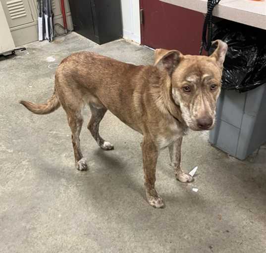 Photo of COMET
