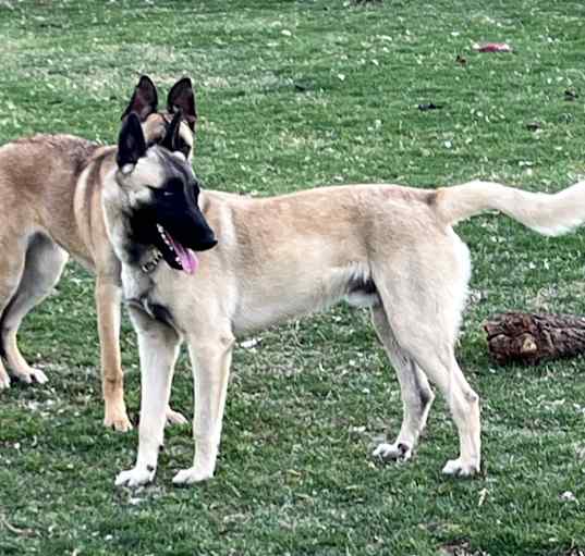 Photo of Thor