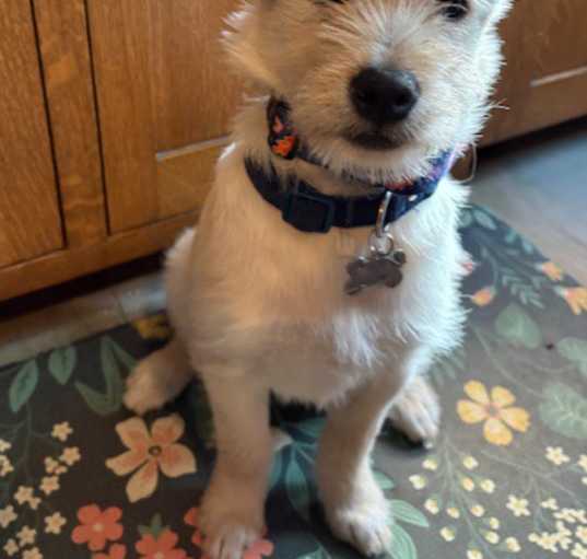 Photo of Tilly