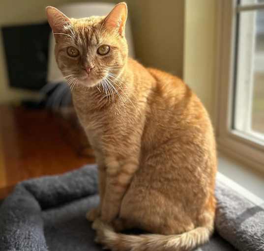 Photo of Firefly