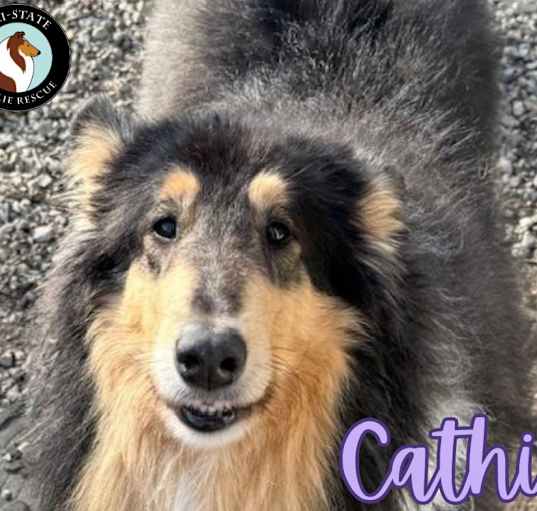Photo of Cathi