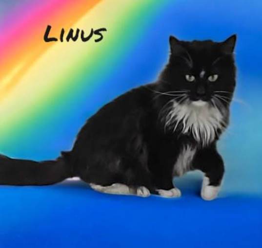Photo of Linus