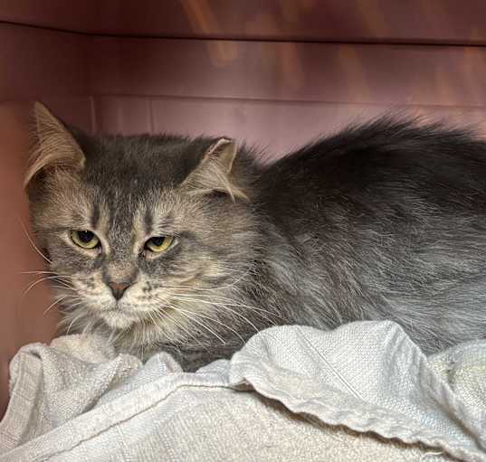 Photo of Neela (Barn Cat)