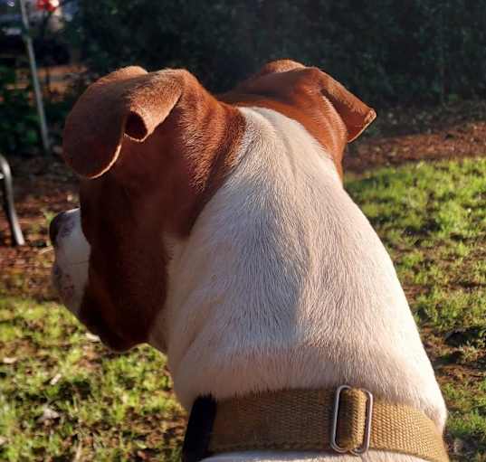 Photo of Jazz