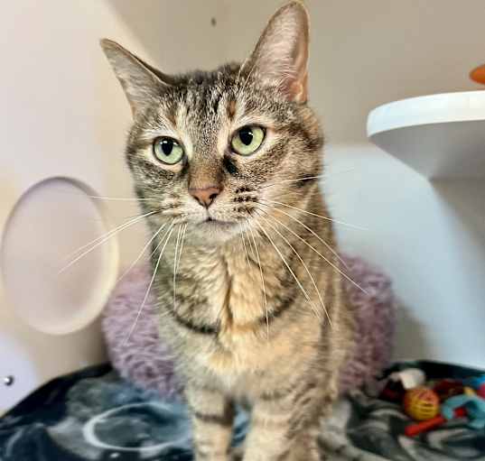 Photo of Duchess