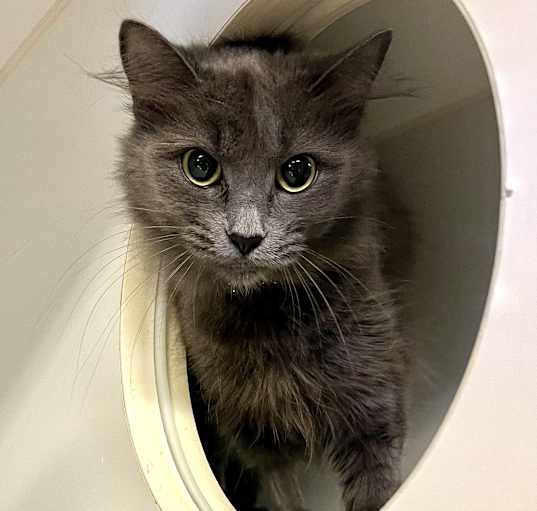 Photo of Shamrock