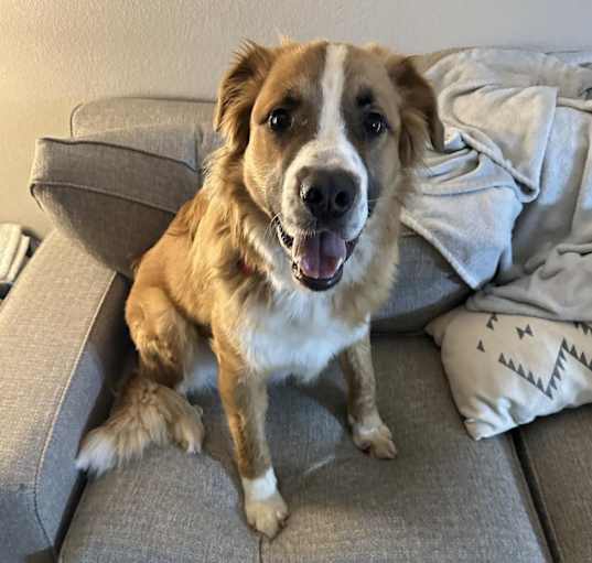 Photo of Tucker