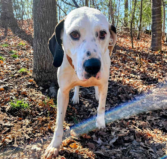 Photo of Pongo