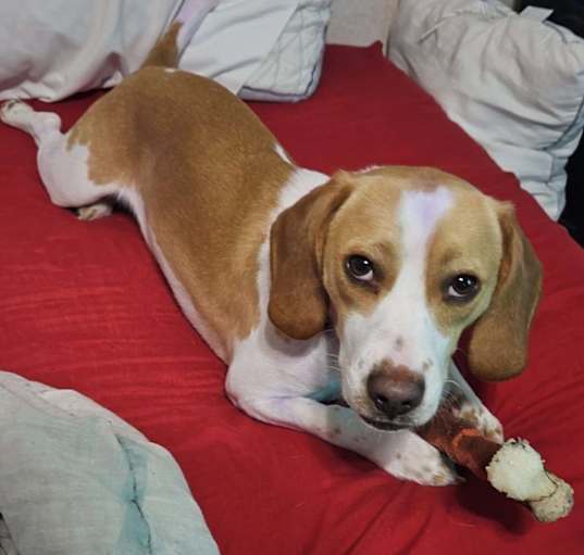 Photo of Marvin