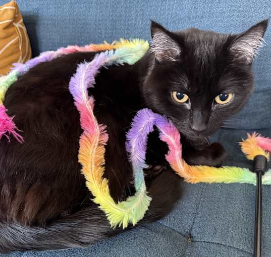 Photo of Millie