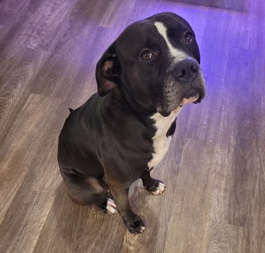Photo of Bruno