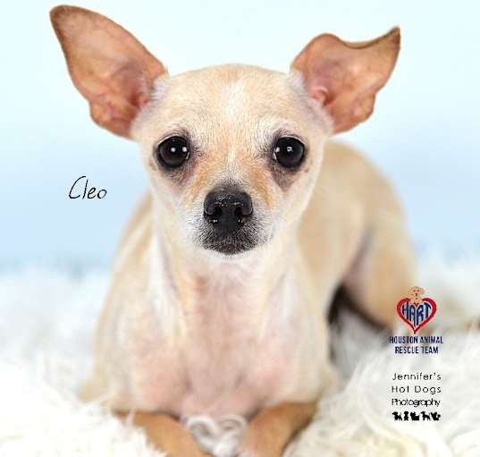 Photo of Cleo