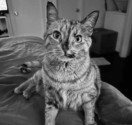 Photo of LuCinda Spice