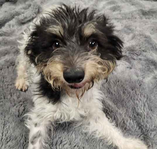 Photo of SCRAPPY