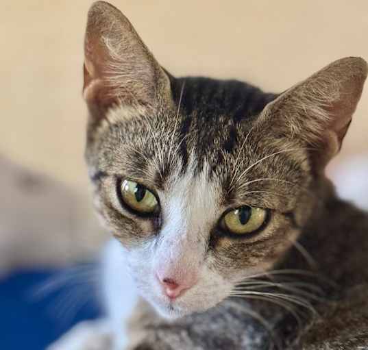 Photo of MAGGIE