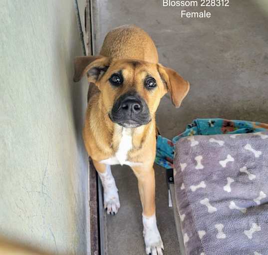 Photo of Blossom