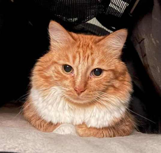 Photo of Sunkist