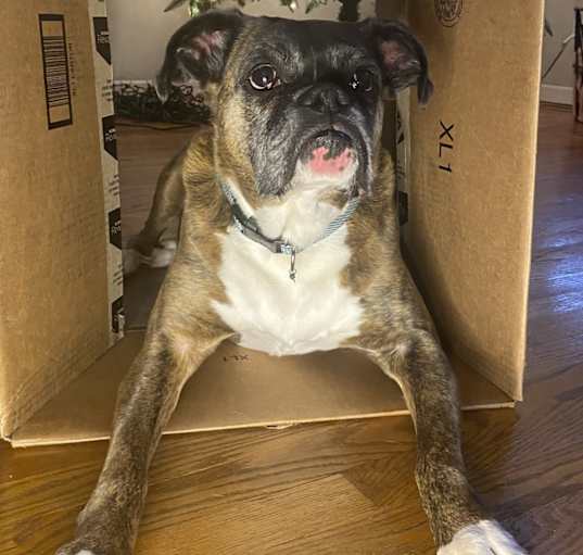 Photo of Roxy