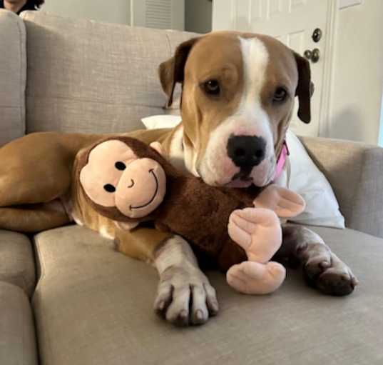 Photo of Remi