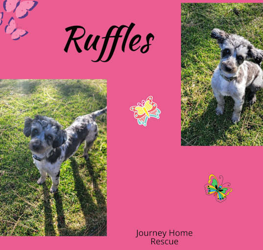 Photo of Ruffles